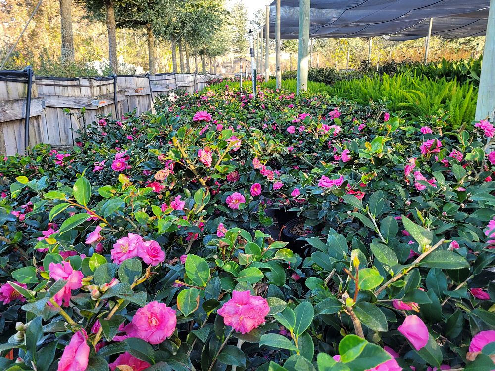 camellia-sasanqua-shishi-gashira-autumn-camellia