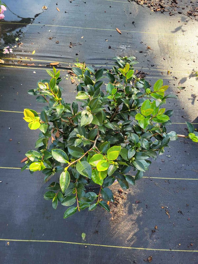 camellia-sasanqua-shishi-gashira-autumn-camellia