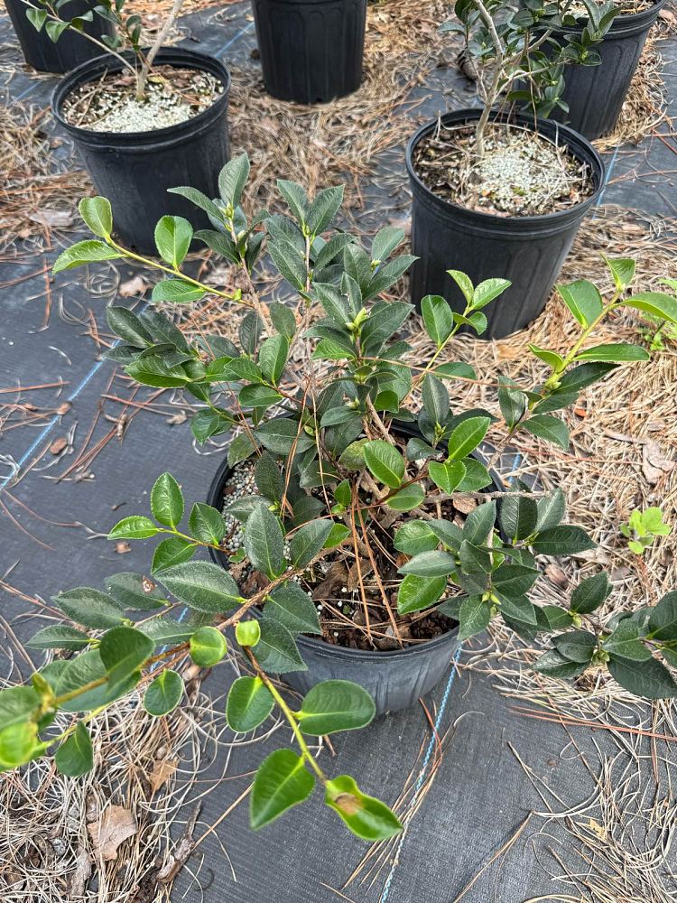 camellia-sasanqua-shishi-gashira-autumn-camellia