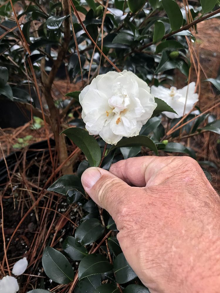 camellia-sasanqua-silver-dollar-autumn-camellia
