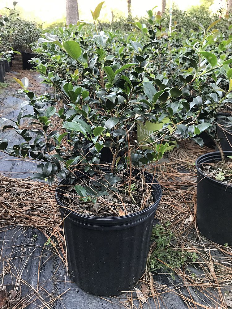 camellia-sasanqua-silver-dollar-autumn-camellia