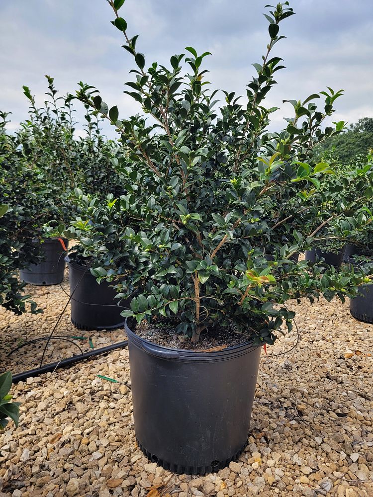 camellia-sasanqua-silver-dollar-autumn-camellia