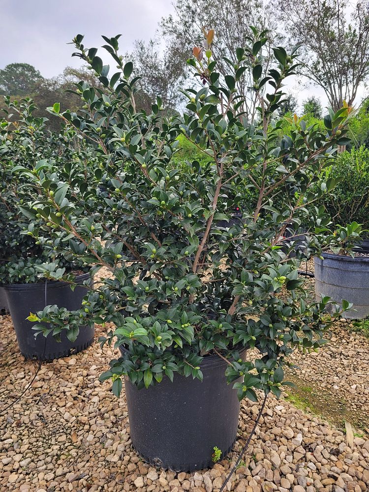 camellia-sasanqua-silver-dollar-autumn-camellia