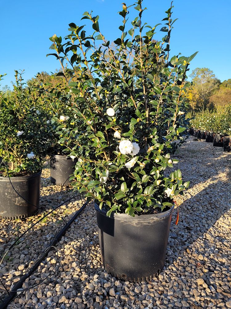 camellia-sasanqua-silver-dollar-autumn-camellia