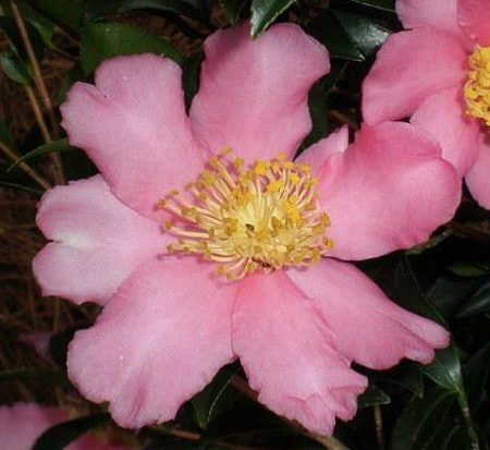 camellia-sasanqua-slim-and-trim-autumn-camellia
