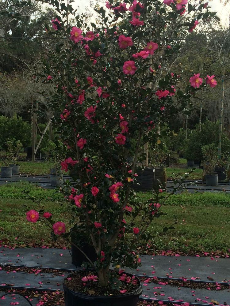 camellia-sasanqua-sparkling-burgundy-autumn-camellia
