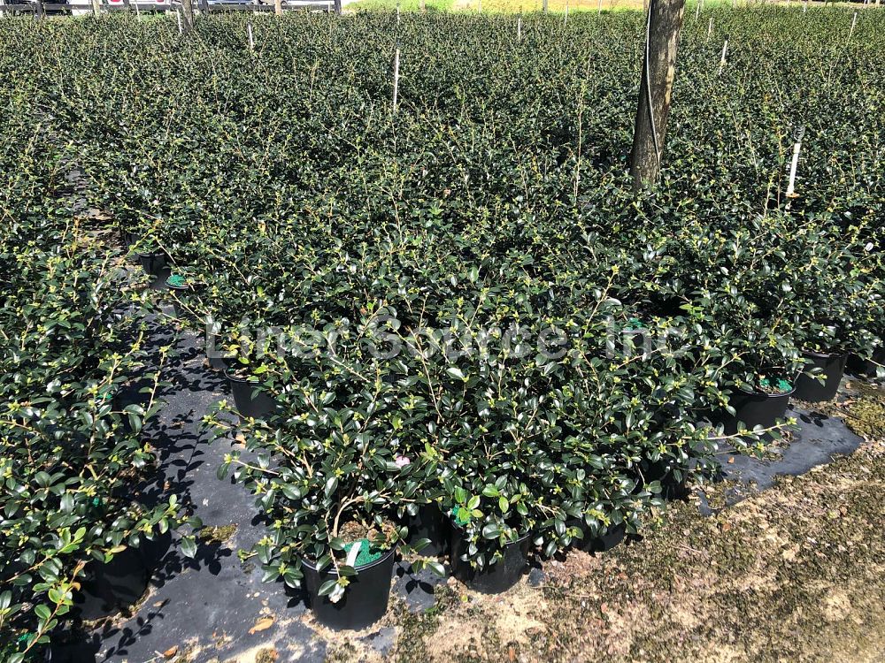 camellia-sasanqua-sparkling-burgundy-autumn-camellia