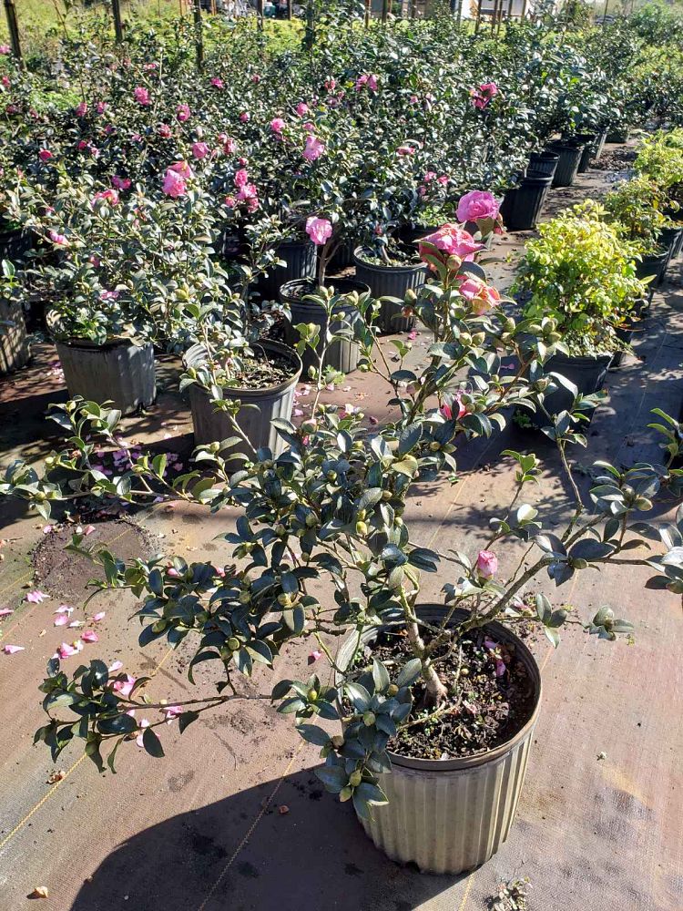 camellia-sasanqua-sparkling-burgundy-autumn-camellia