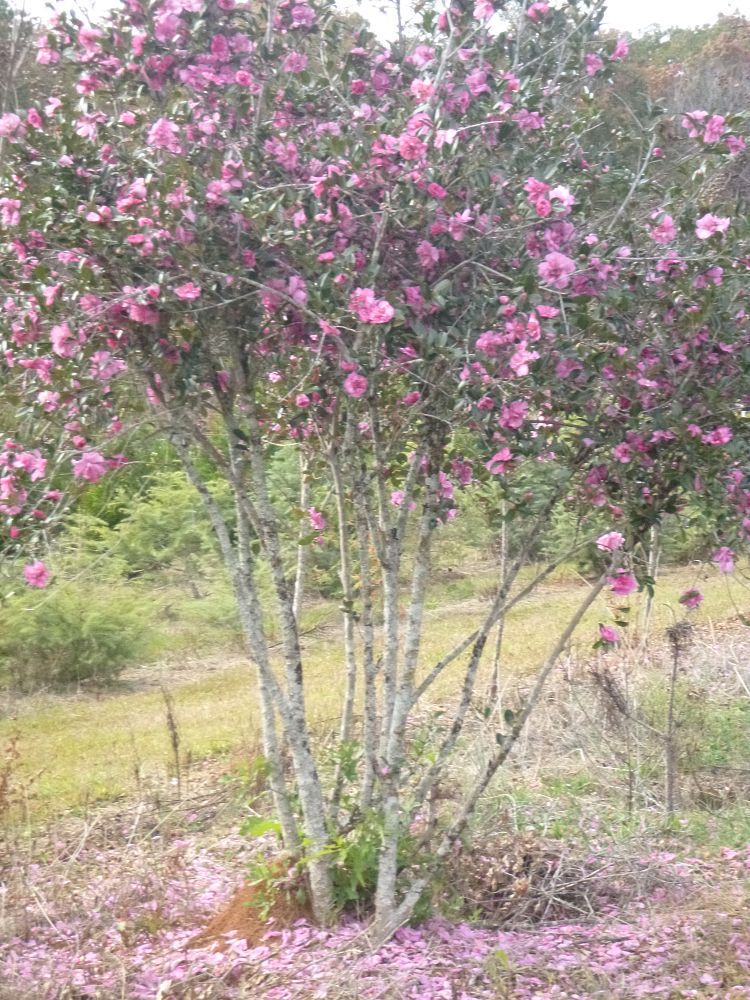 camellia-sasanqua-sparkling-burgundy-autumn-camellia