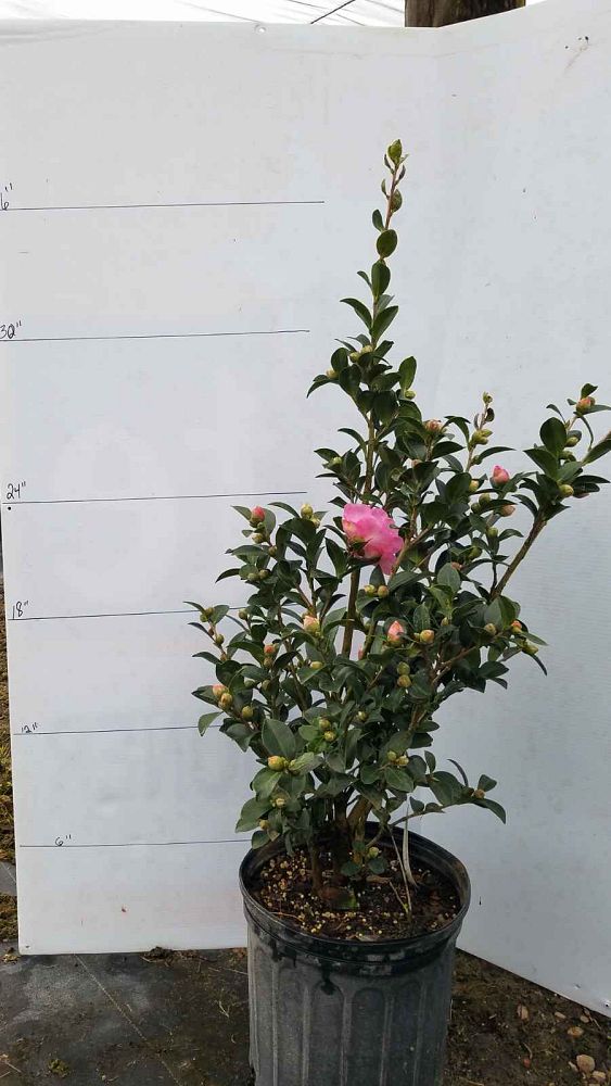 camellia-sasanqua-stephanie-golden-autumn-camellia