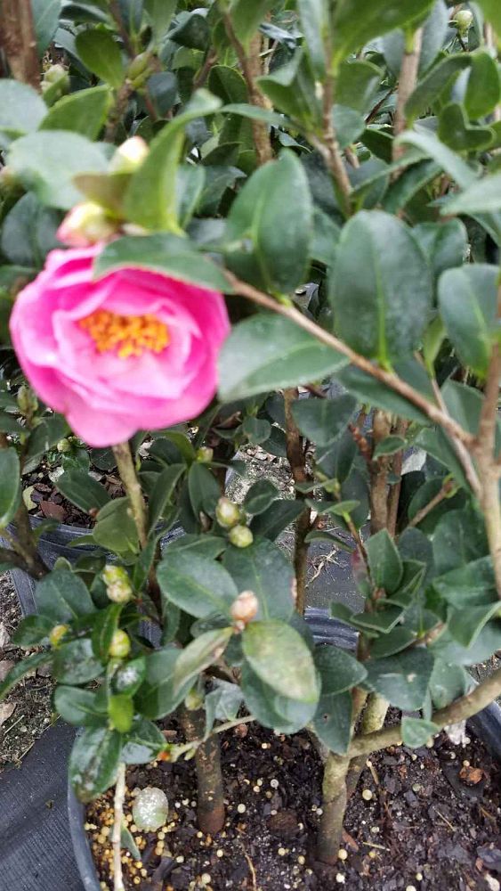 camellia-sasanqua-stephanie-golden-autumn-camellia