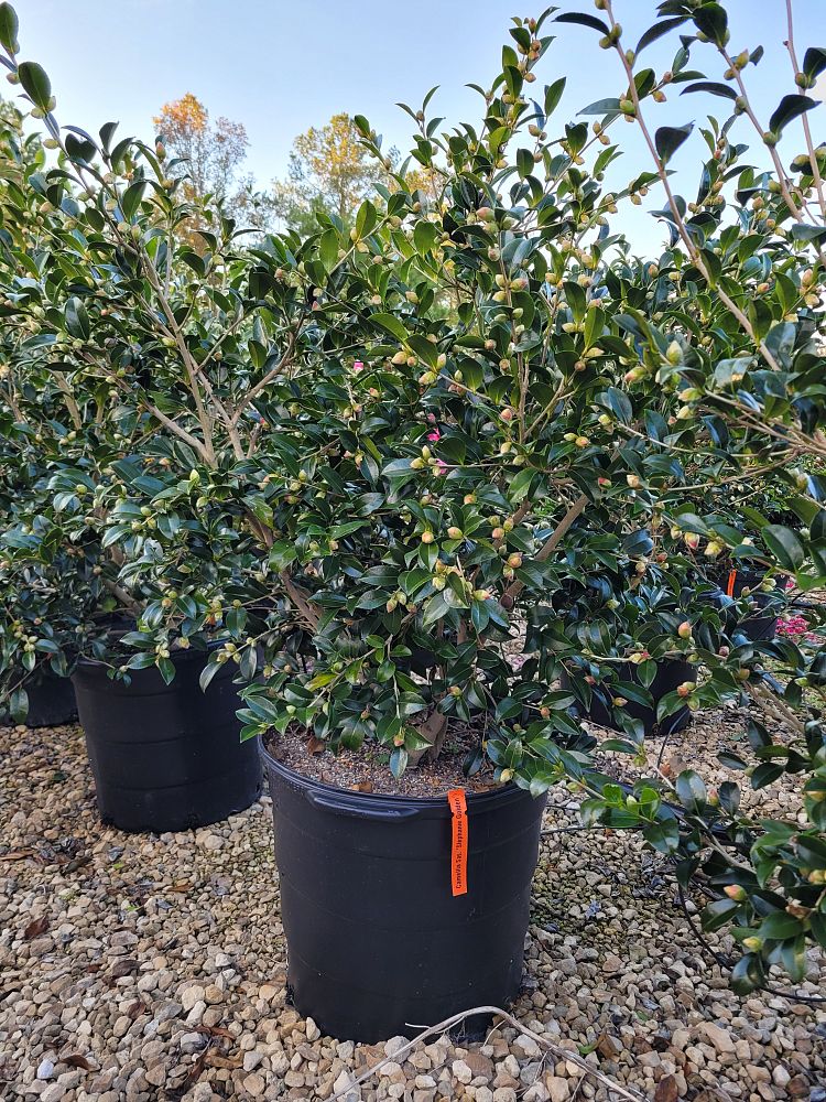 camellia-sasanqua-stephanie-golden-autumn-camellia