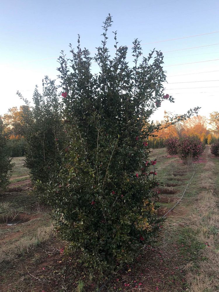 camellia-sasanqua-tdn-1111-alabama-beauty-trade-camellia
