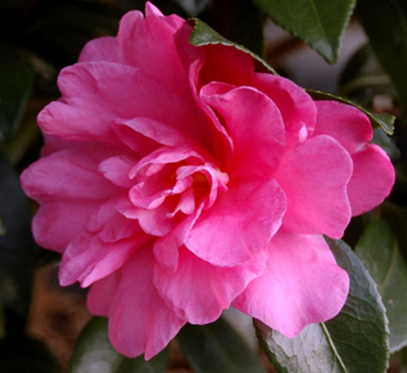 camellia-sasanqua-william-lanier-hunt-autumn-camellia