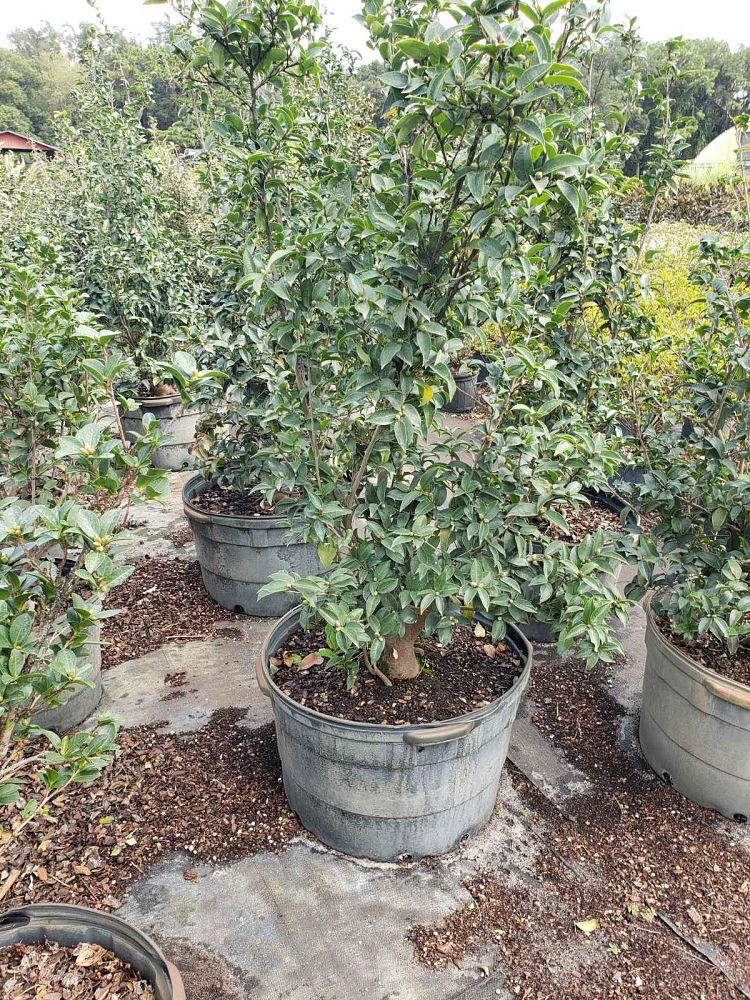 camellia-sasanqua-yoi-machi-autumn-camellia