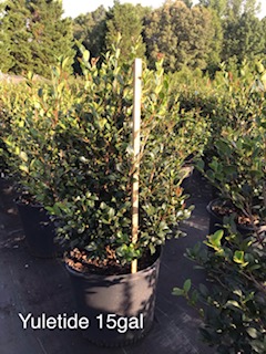 camellia-sasanqua-yuletide-autumn-camellia