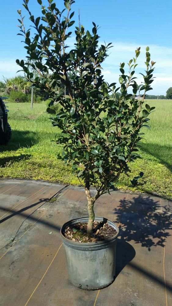 camellia-sasanqua-yuletide-autumn-camellia