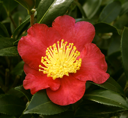 camellia-sasanqua-yuletide-autumn-camellia