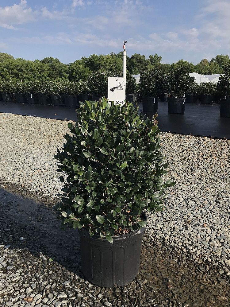 camellia-sasanqua-yuletide-autumn-camellia