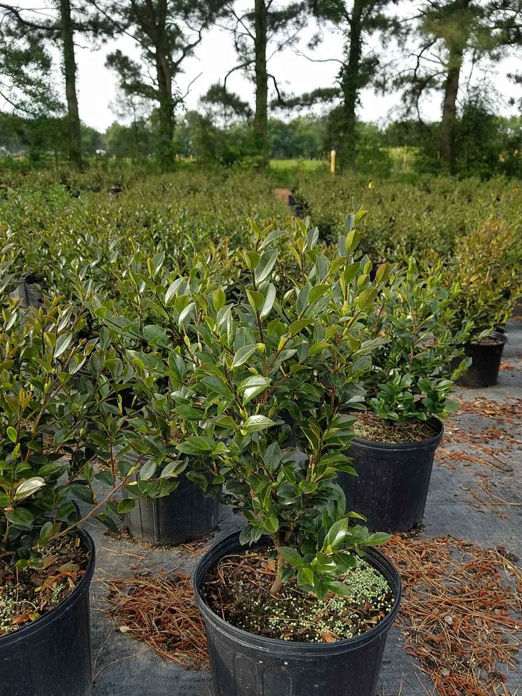 camellia-sasanqua-yuletide-autumn-camellia