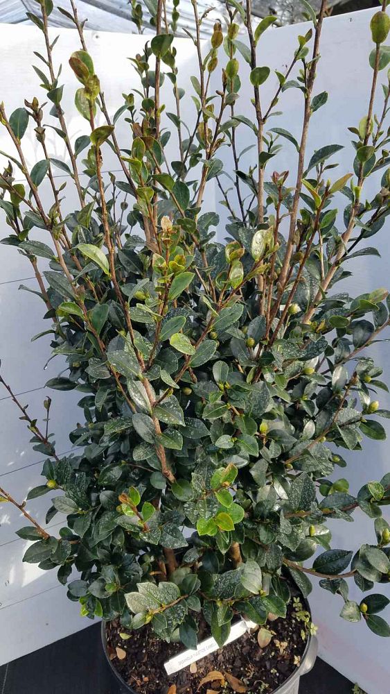 camellia-sasanqua-yuletide-autumn-camellia