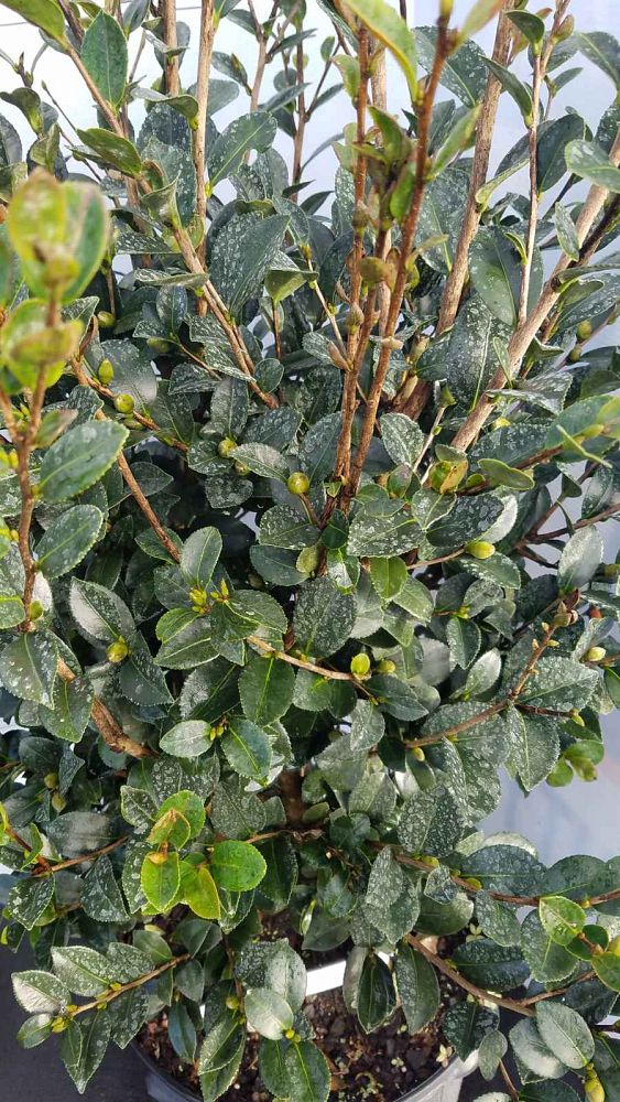 camellia-sasanqua-yuletide-autumn-camellia