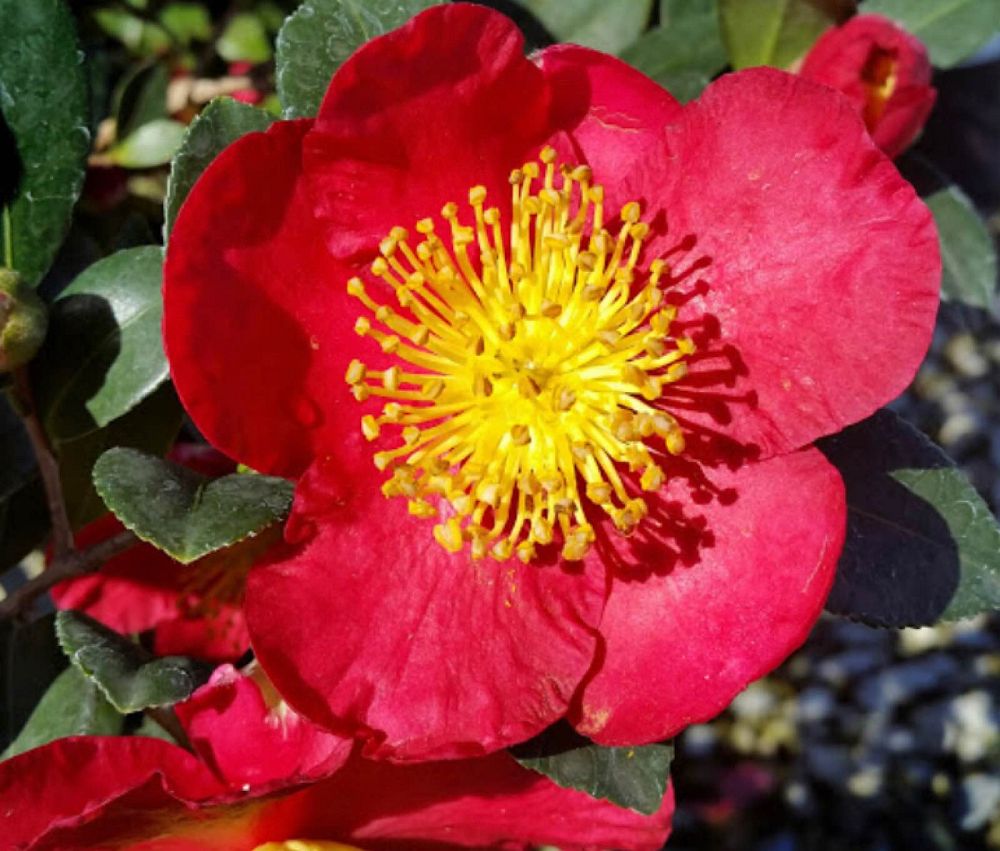 camellia-sasanqua-yuletide-autumn-camellia