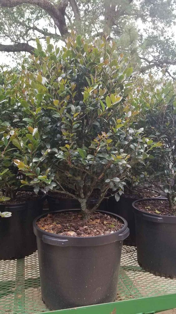 camellia-sasanqua-yuletide-autumn-camellia