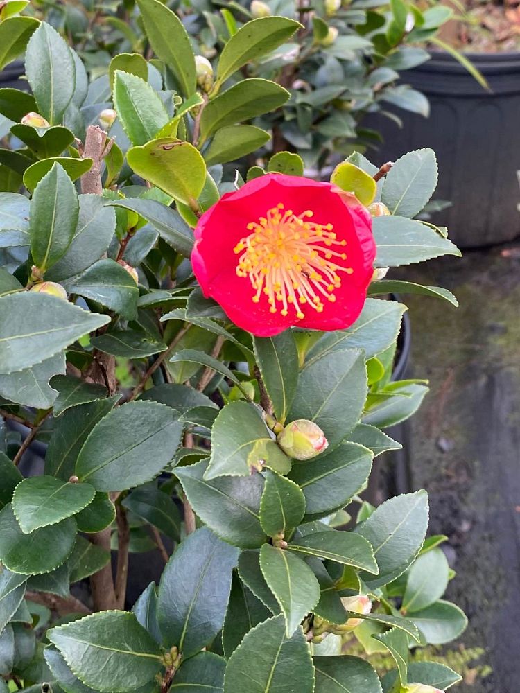 camellia-sasanqua-yuletide-autumn-camellia