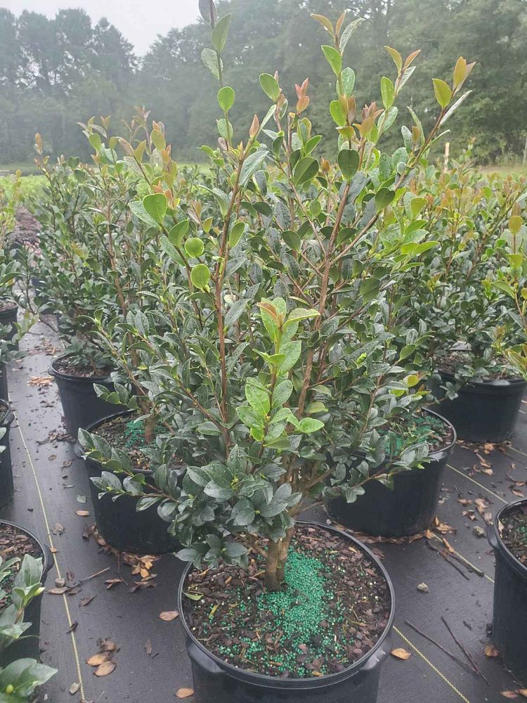 camellia-sasanqua-yuletide-autumn-camellia