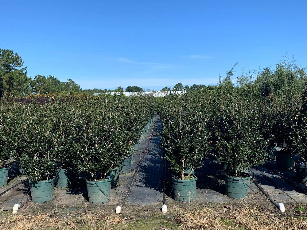 camellia-sasanqua-yuletide-autumn-camellia
