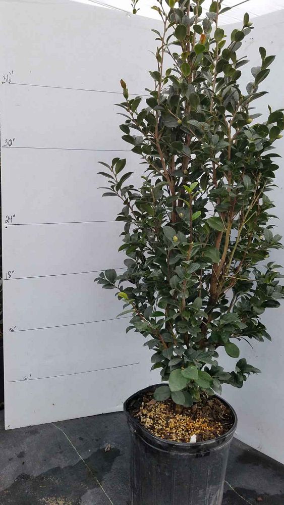 camellia-sasanqua-yuletide-autumn-camellia
