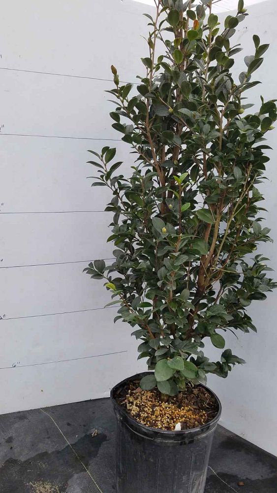 camellia-sasanqua-yuletide-autumn-camellia