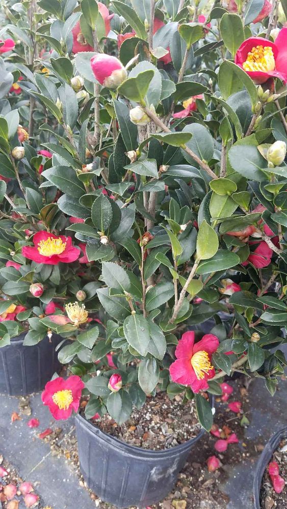 camellia-sasanqua-yuletide-autumn-camellia