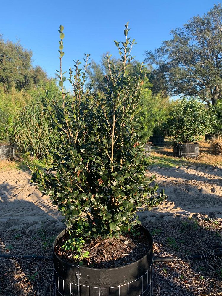 camellia-sasanqua-yuletide-autumn-camellia