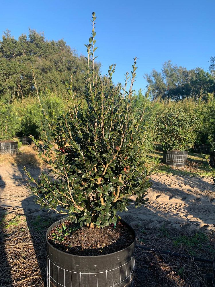 camellia-sasanqua-yuletide-autumn-camellia
