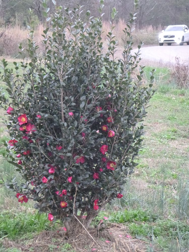 camellia-sasanqua-yuletide-autumn-camellia