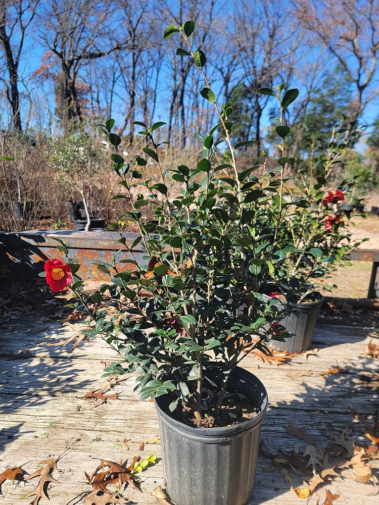 camellia-sasanqua-yuletide-autumn-camellia