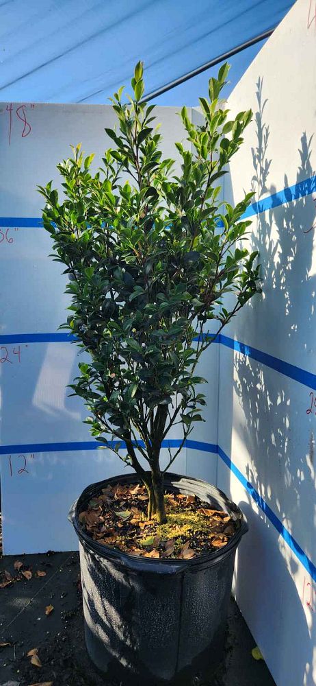 camellia-sasanqua-yuletide-autumn-camellia