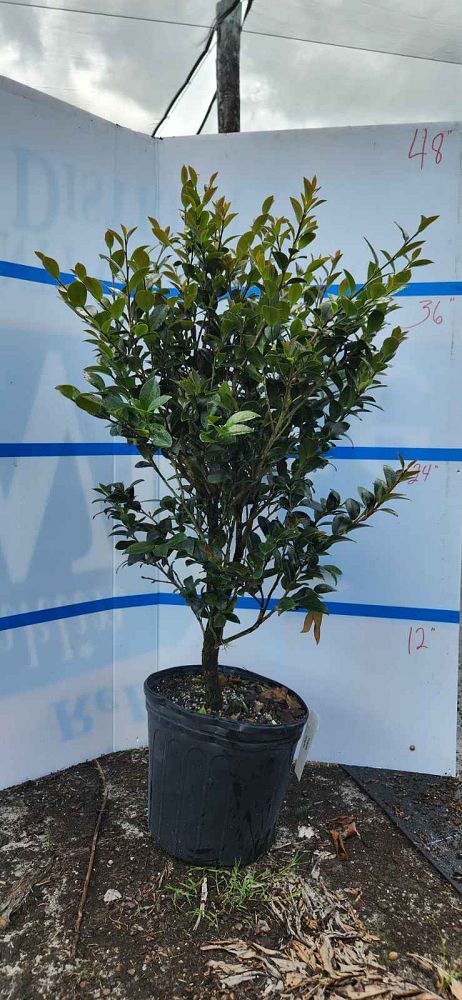 camellia-sasanqua-yuletide-autumn-camellia