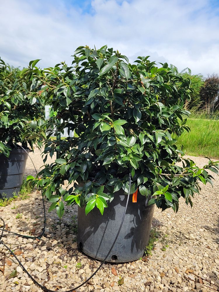 camellia-sasanqua-yume-dwarf-autumn-camellia
