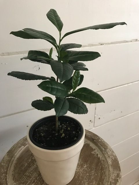 camellia-sinensis-var-sinensis-tea-plant-small-leaf-tea-plant