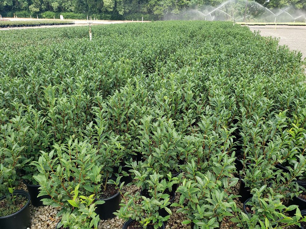 camellia-sinensis-var-sinensis-tea-plant-small-leaf-tea-plant