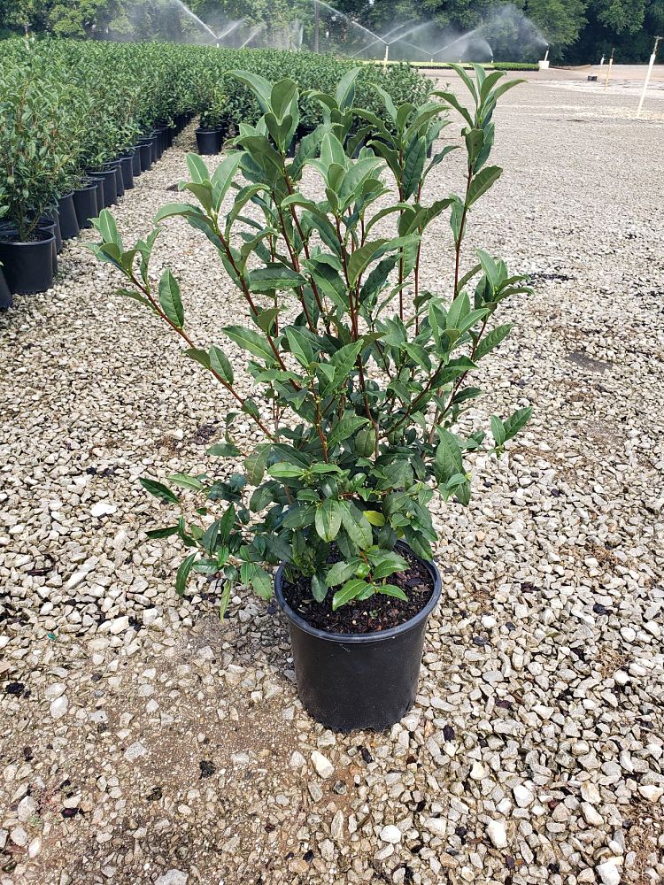 camellia-sinensis-var-sinensis-tea-plant-small-leaf-tea-plant