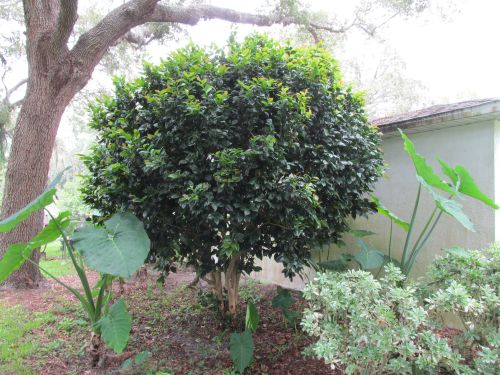 camellia