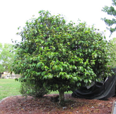 camellia