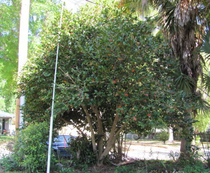 camellia