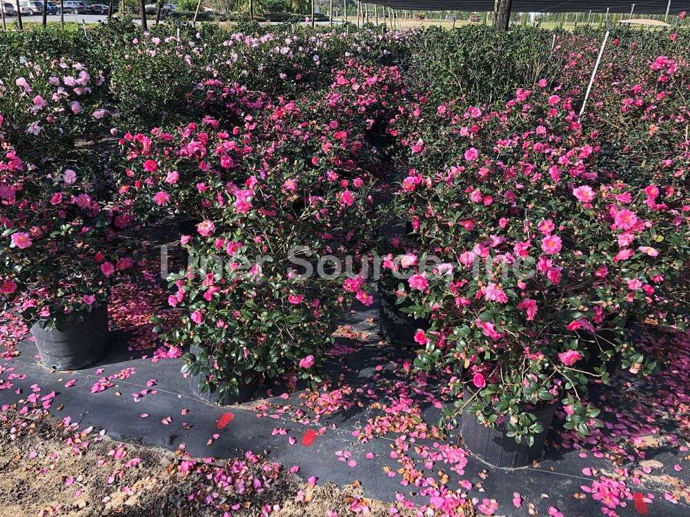 camellia