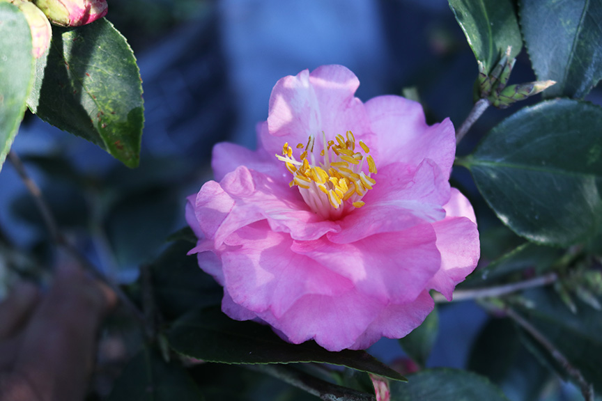 camellia-spring-festival