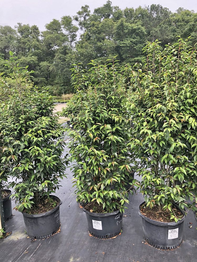 camellia-spring-festival